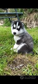 Cucciolo di Siberian husky 2 mesi