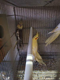 Pappagalli calopsiti