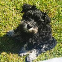 Mini Schnauzer Nero e Argento