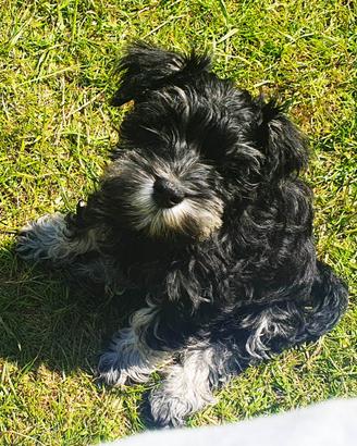 Mini Schnauzer Nero e Argento