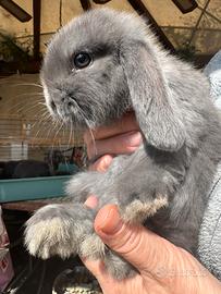 Ariete nano mini loop blu fata perlato