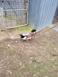 Disponibile maschio giovane