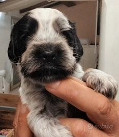 Cuccioli Cocker Spaniel Inglese Blu Roani