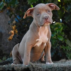 Cucciole di American Bully XL