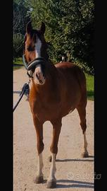 Pony e cavallo