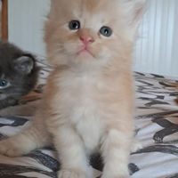 Cucciolo Maine coon