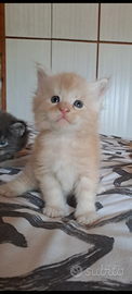 Cucciolo Maine coon