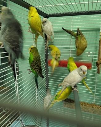 Cocorita allevati in casa