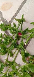 Talee Grandi  Aptenia ibrida fiore rosso e fucsia