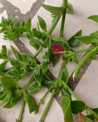 Talee Grandi  Aptenia ibrida fiore rosso e fucsia