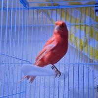 Canarina Rossa FOI 2025