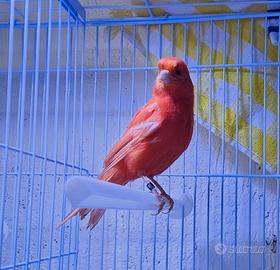 Canarina Rossa FOI 2025