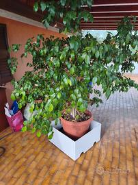 ficus beniamino