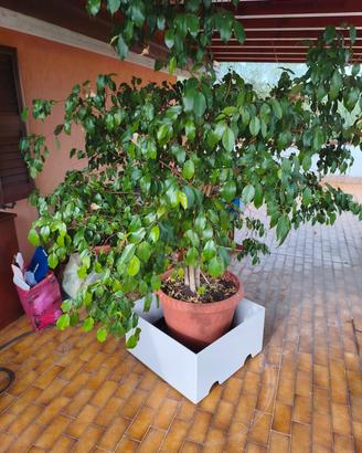 ficus beniamino