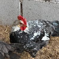 Gallo livornese argento