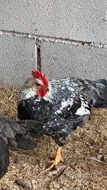 Gallo livornese argento