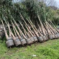 Piante cocus plumosa 