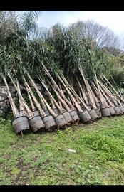 Piante cocus plumosa 