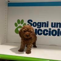 Maltipoo TOY ( Maltese Barboncino) RED ROSSO