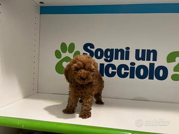 Maltipoo TOY ( Maltese Barboncino) RED ROSSO