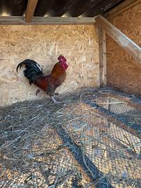 Gallo