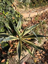 Agave variegata americana