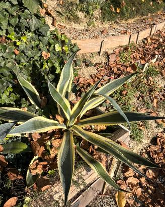 Agave variegata americana