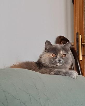 Lily scottish