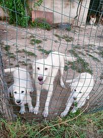 Cuccioli di pastore maremmano