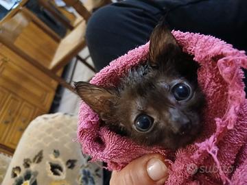 Bébé chat