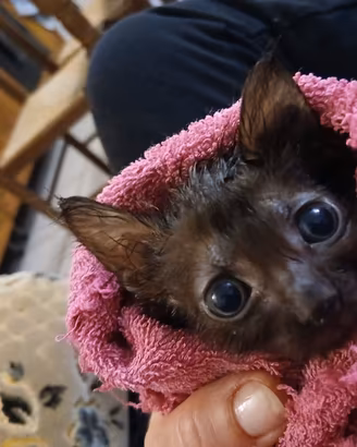 Bébé chat
