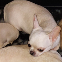 Chihuahua femmina enci