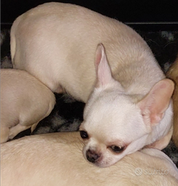 Chihuahua femmina enci