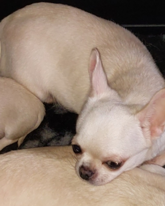 Chihuahua femmina enci