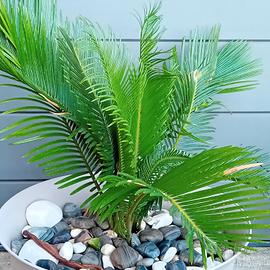 Cycas revoluta-Palma Nana da 10 € varie misure