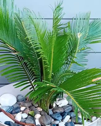 Cycas revoluta-Palma Nana da 10 € varie misure