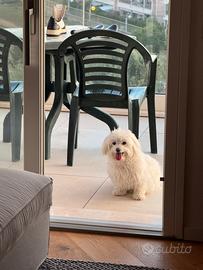 Maltese single