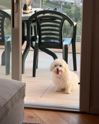 Maltese single