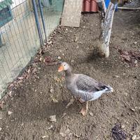 Oca di tolosa maschio