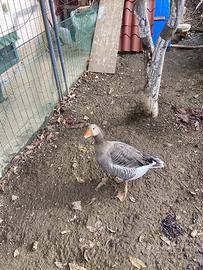 Oca di tolosa maschio