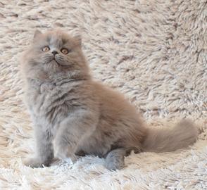 Scottish fold straight