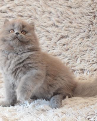 Scottish fold straight