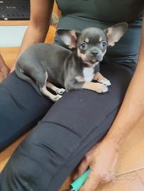 Cucciola chihuahua femmina 3 mesi 10 giorni