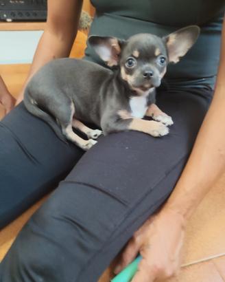 Cucciola chihuahua femmina 3 mesi 10 giorni