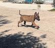 pastore-belga-malinois