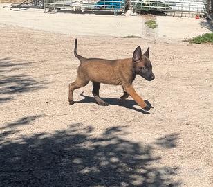 Pastore belga Malinois