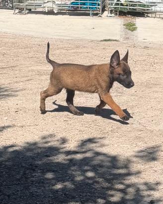 Pastore belga Malinois