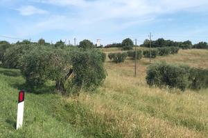 Terreno agricolo roma