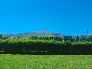 Bosco ceduo Colline Amiatine