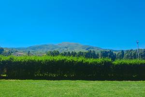 Bosco ceduo Colline Amiatine